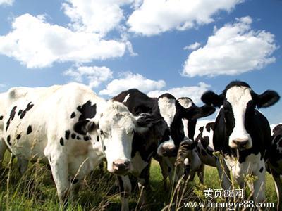 最新奶牛犊牛饲喂视频 奶牛饲料的饲喂限量