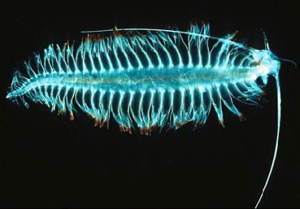 十种怪异的深海生物 八大深海怪异发光生物