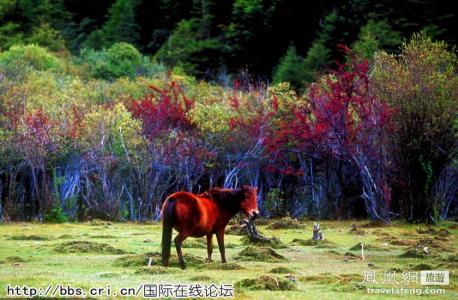 秋色之空 神州猎秋斑斓中纯净 中国秋色最美地Top10
