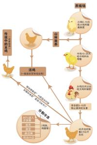 钙磷代谢 养殖场促使鸡群钙磷代谢平衡的方法