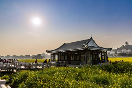 东莞桥头油菜花2017 东莞莲湖公园