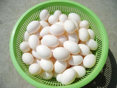 鸽子蛋怎么吃最营养 鸽子蛋有什么营养价值