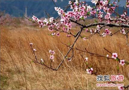 平谷桃花节自驾游攻略 平谷桃花节交通攻略