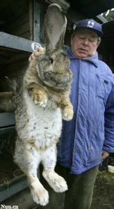 养殖兔子赚钱吗 养兔子赚钱吗(2)