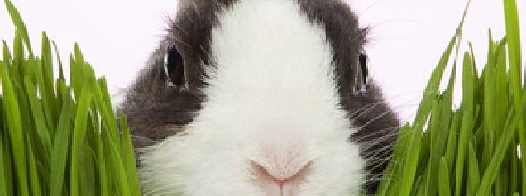 封印者魔王兔兔酱宠物 挑选宠物兔兔十个观察要点