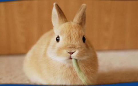 荷兰侏儒兔多少钱一只 荷兰侏儒兔多少钱能够买到