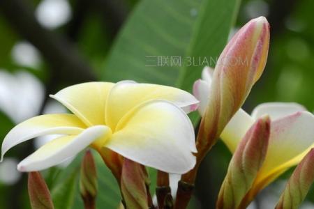 植物叶子发黄的原因 鸡蛋花叶子发黄是什么原因