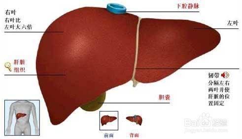 肝脏不好的症状 肝功能不好会有哪些症状