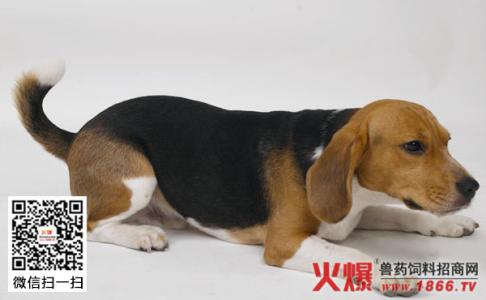 如何挑选比格犬的品相 如何挑选比格犬