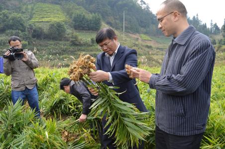 生姜的栽培技术视频 生姜的栽培技术