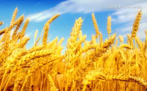 小麦常见病虫害防治 秋分小麦病虫害防治措施
