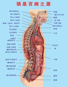 颈椎病早期症状 颈椎病早期有哪些症状？