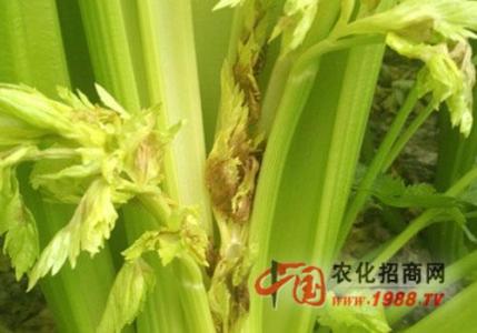 芹菜病虫害防治 芹菜心腐病防治技术