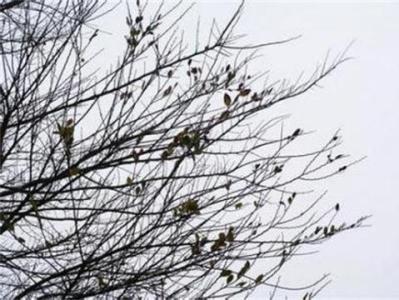 繁花落地成霜 繁花似雪，落地生尘