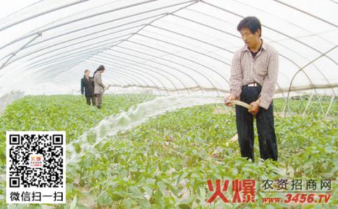 兰花浇水小窍门 冬季大棚浇水小窍门