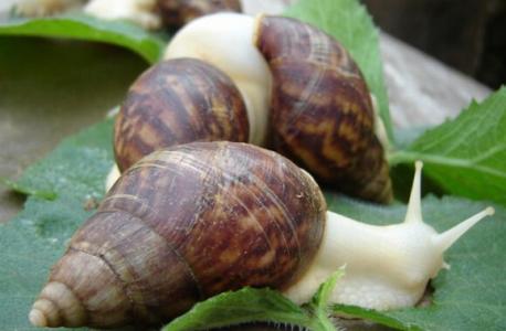 蜗牛怎么养 怎么选择种蜗牛