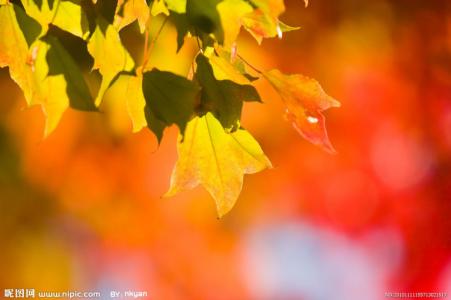秋天落叶伤感图片 关于秋的伤感句子 秋天带着落叶的声音来了