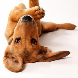 狗狗胃扭转的症状 狗狗出现胃扭转症状及治疗