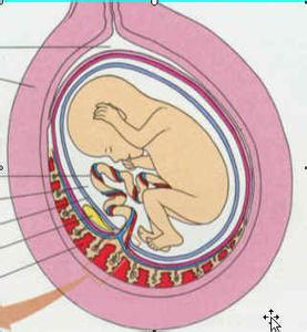 怀孕期间胎盘的作用 胎盘屏障的作用