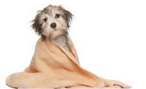 狗狗洗澡步骤 给小型狗狗洗澡的六个步骤