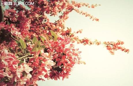 幸福家园爱妻如花 细节如花,幸福如草