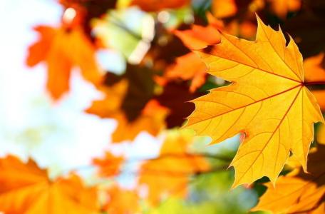关于秋天树叶的句子 描写秋天树叶的段落