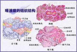 人体的奥秘 人体唾液所呈现的健康奥秘