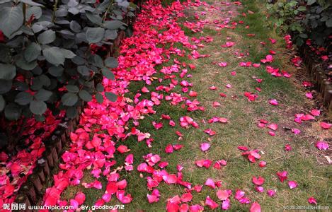 落花情 一个情字，无数落花