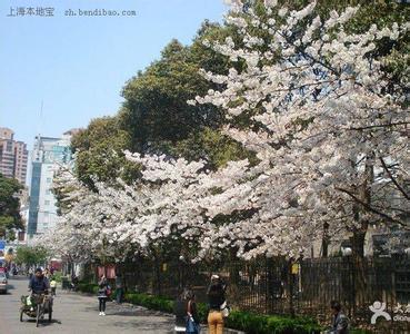 青海路樱花大道 【玩乐上海】上海青海路的樱花大道