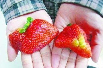 如何挑选奶油草莓 如何挑选草莓