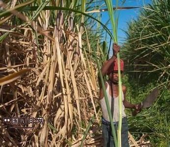 主持人隆重介绍嘉宾 巴巴多斯隆重的甘蔗节介绍