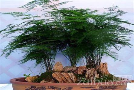 发财树的生长环境 文竹的生长环境