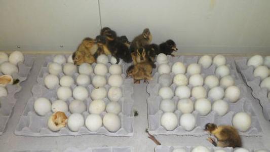 鸭蛋孵化温度 鸭蛋孵化过程中的技巧管理