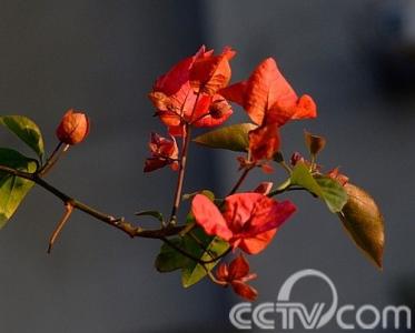 红尘泪 花不语，水空流，红尘泪，一生缘