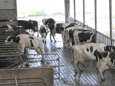 奶牛如何养殖 冬季如何养好奶牛