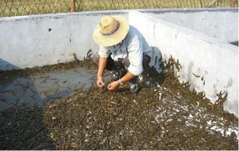 水蛭养殖最大的困难 水蛭的养殖技术