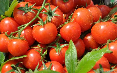 小番茄激素 番茄用激素易导致三病症