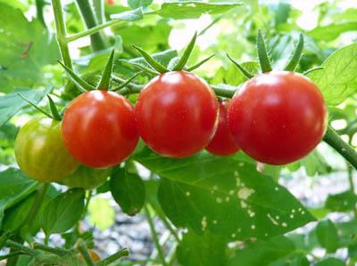 怎样种西红柿才能高产 怎样才能促进西红柿增产