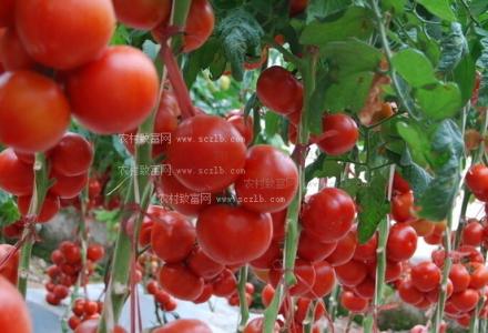 增甜着色酸肽 西红柿生物增甜着色法