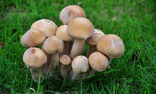 蘑菇渣做有机肥的害处 有机蘑菇死菇病防治办法