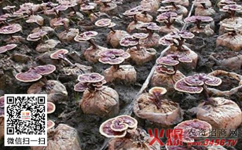 标本污染杂菌生长 蘑菇栽培中如何防治杂菌污染？