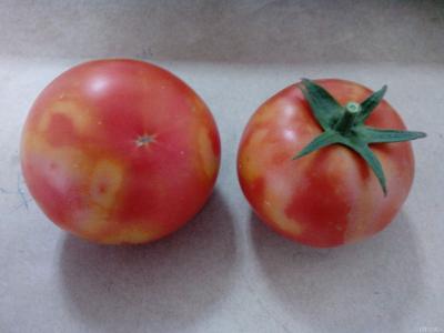 中药染发不上色的原因 番茄不上色的原因