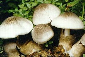 葡萄白腐病的防治 蘑菇须防白腐病