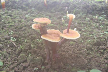 蘑菇栽培方法 高温栽培蘑菇的新方法