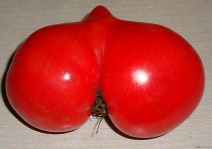 番茄激素中毒 番茄激素中毒如何治疗？