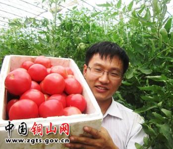番茄无土栽培：采收与贮运