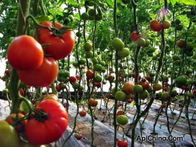 番茄高产栽培技术 夏秋番茄高产的管理技术