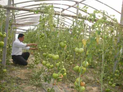 番茄定植 无公害番茄的整地定植