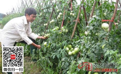 昌邑大姜高产施肥技术 番茄高产施肥法