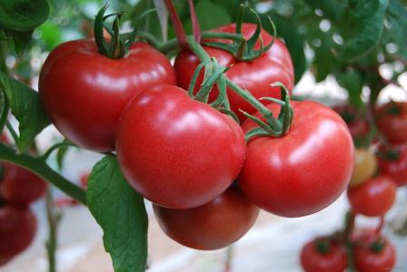 番茄病害及防治 番茄果实生理病害及防治